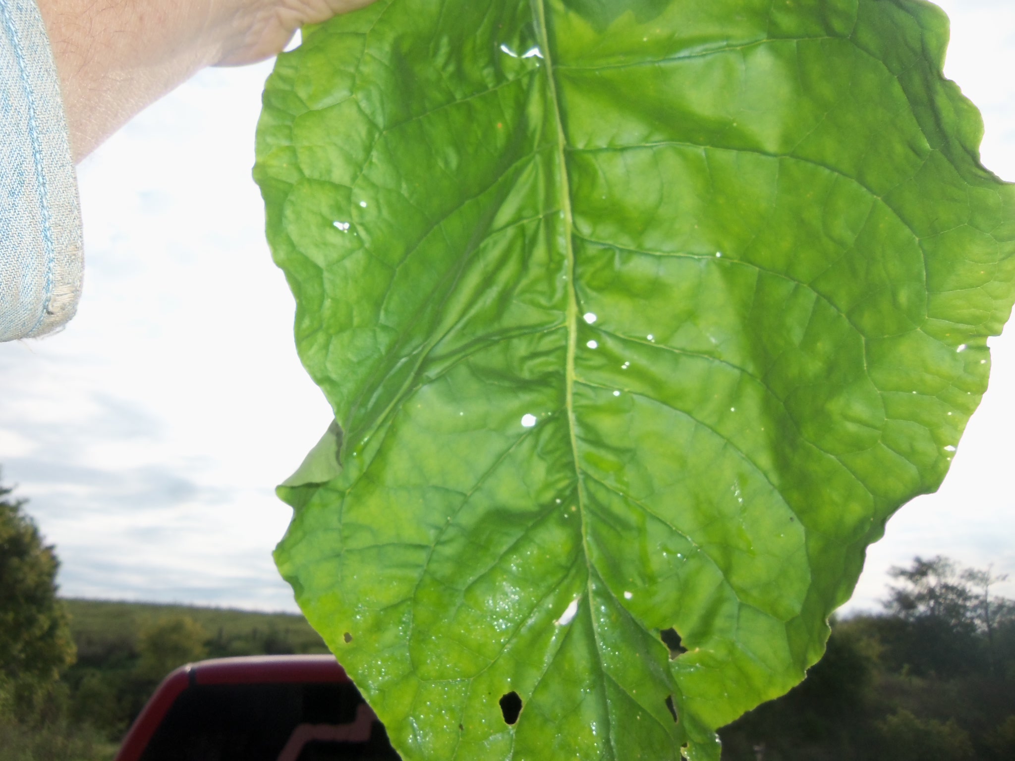 tobacco beetle treatment Lasioderma serricorne