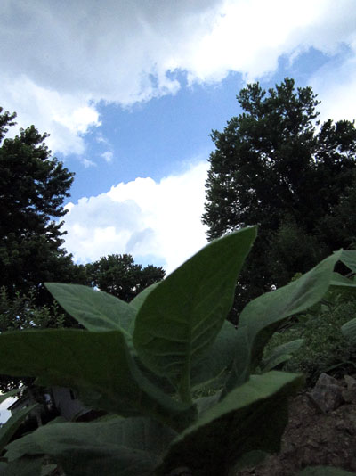 Garden20140616_1236_tobaccoToTheCloud_400.jpg