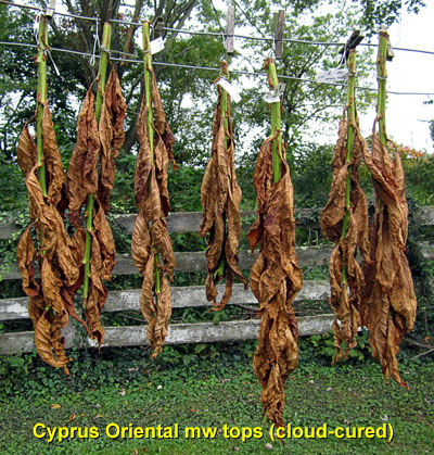 Garden20140926_1584_cyprusOriental_topsHanging_400.jpg