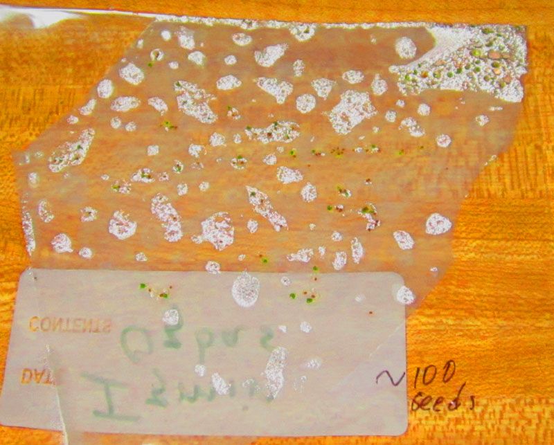 Garden20260126_7719_IzmirOzbas_germinationTest_da6_800a.jpg
