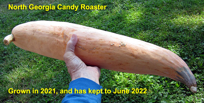 Garden20220601_6372_NGeorgiaCandyRoaster_keptAllWinter_700.jpg
