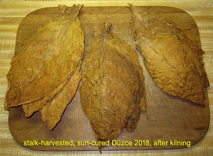 Garden20190103_4112_Duzce_kilned_700.jpg