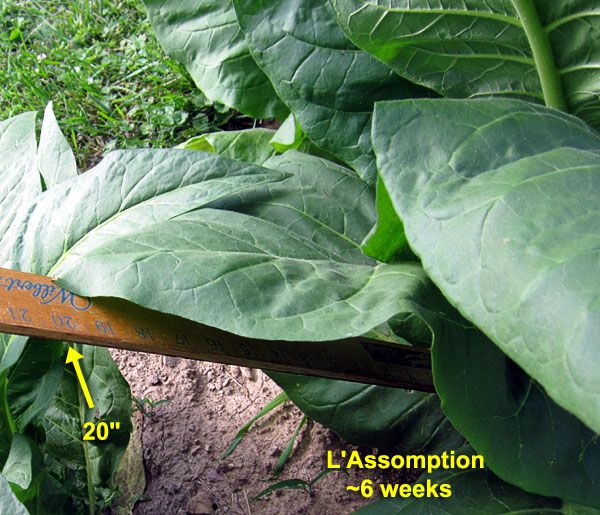 Garden20210627_5804_LAssomption_leafLength6wks_600b.jpg