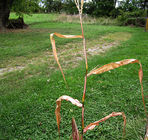 Garden20210919_6049_mantisOnCorn_500.jpg