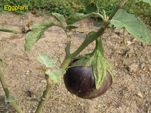 Garden20170925_3115_Eggplant_600.jpg