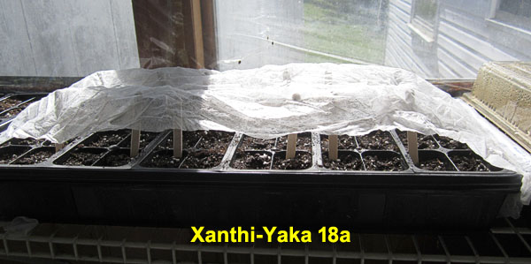 Garden20230307_6886_XanthiYaka18a_1020trayCovered_600.jpg