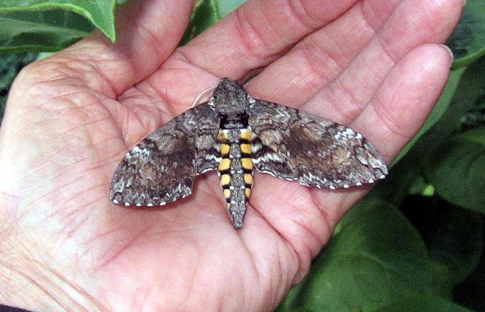 Garden20260830_7839_hawkMoth_inHand_700.jpg