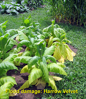 Garden20130707_747_floodDamage_HarrowBed_300.jpg