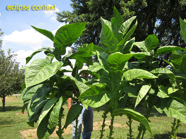 Garden20170821_2989_eclipse_Corojo99_context_600.jpg