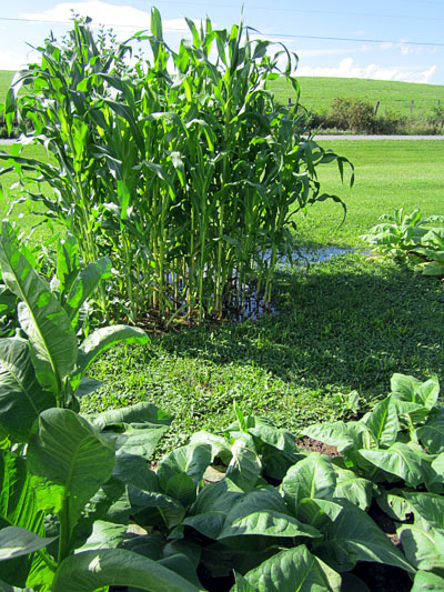 Garden20140704_737_OaxacaGreenCorn_flooded_400.jpg