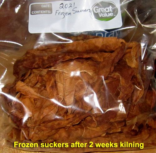 Garden20211128_6128_frozenSuckers_afterKiln_500.jpg
