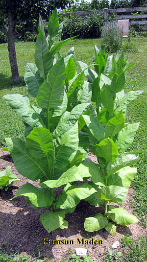 Garden20120613_236_SamsunMaden_300.jpg