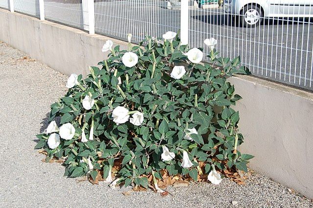 Datura_wrightii_Gignac.jpg