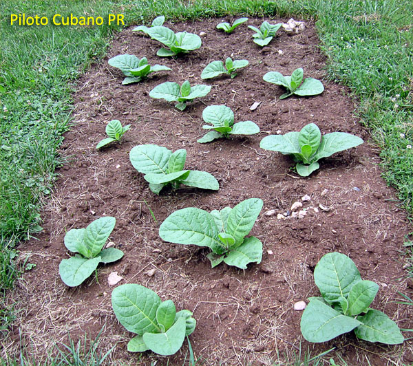 Garden20180626_3622_PilotoCubano_bed_600.jpg