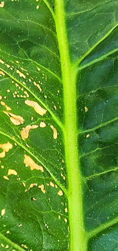 TEV_Trichomike_veins_240.jpg