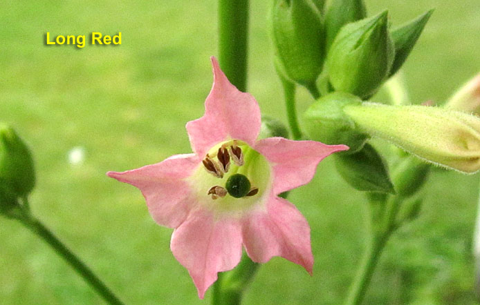Garden20260728_7824_LongRed_blossom_700.jpg