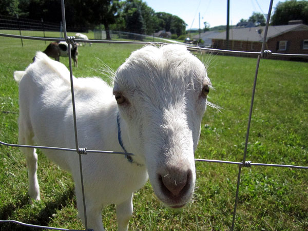 Garden20140614_1225_babyLaManchaGoat_600.jpg