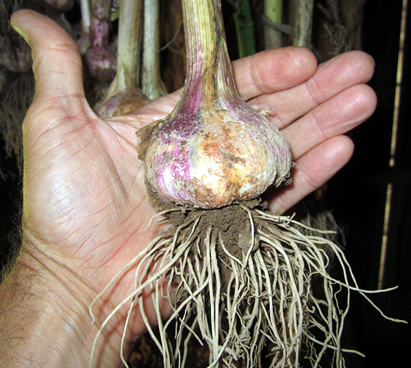 Garden20170718_2742_CzechGarlic_head_600.jpg