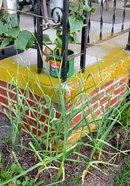 Garden20250613_7584_garlic_cukes_600v.jpg