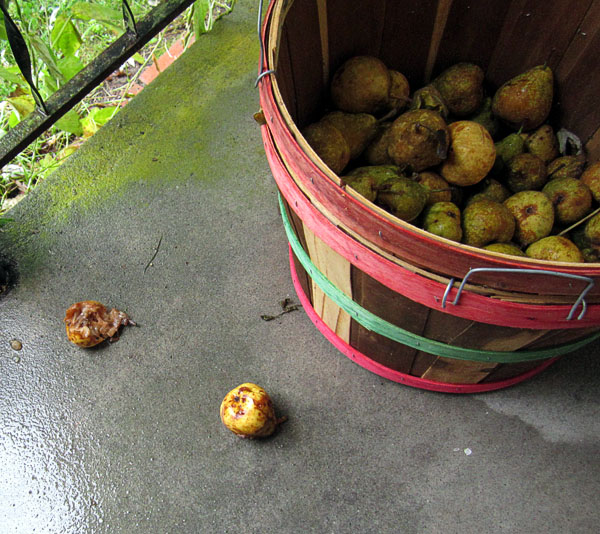 Garden20170912_3058_munchedPears_600.jpg