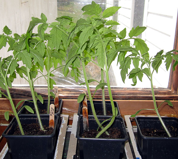 Garden20220402_6308_tomatoes_600.jpg