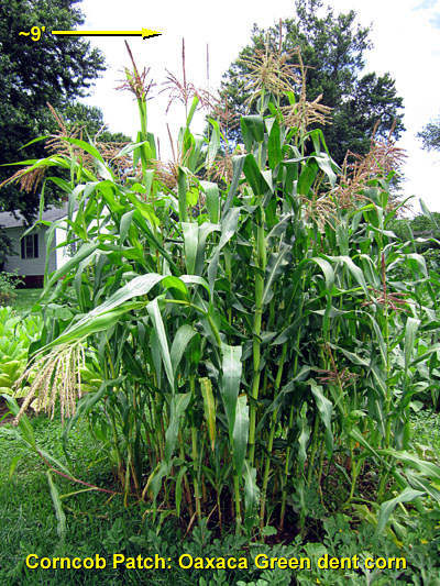 Garden20130714_782_OaxacaCornPatch_400.jpg