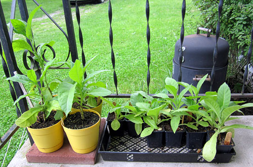 Garden20130527_648_YearOldTobaccoPlants_500.jpg