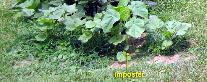 Garden20210708_5835a_velvetLeaf_inOkra_700.jpg