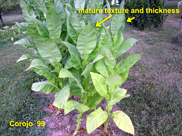 Garden20210801_5939_Corojo99_maturity_600.jpg