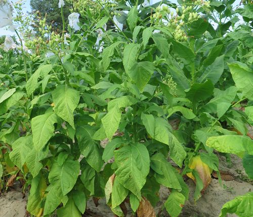 TexasCuban_Pi408942_plant_500_72dpi.jpg