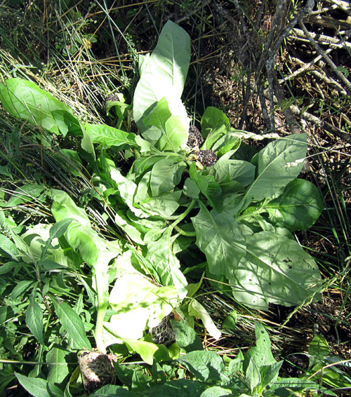 Garden20210623_5787_discardedTobaccoStarts_500.jpg