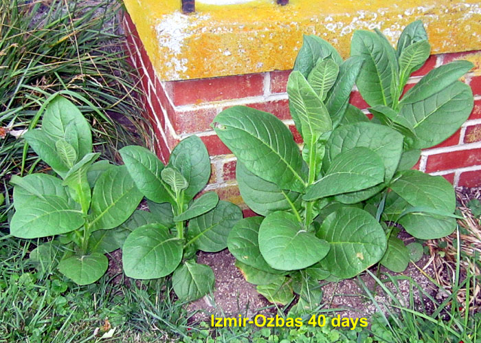 Garden20260711_7804_IzmirOzbas_porchCorner_da40_700.jpg
