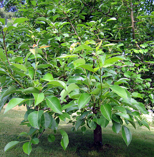 Garden20210528_5722_barePear_500.jpg