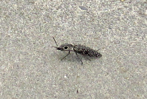 Garden20250509_7561_EasternEyedClickBeetle_walking_500.jpg