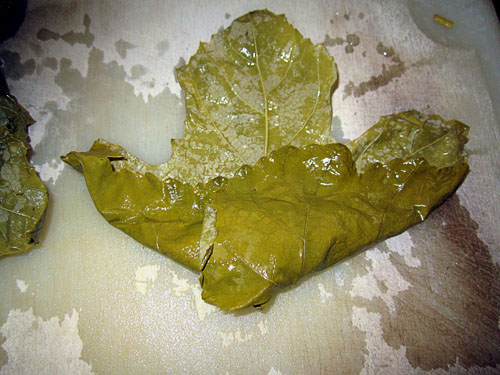 Garden20200730_5303_dolma02_500.jpg