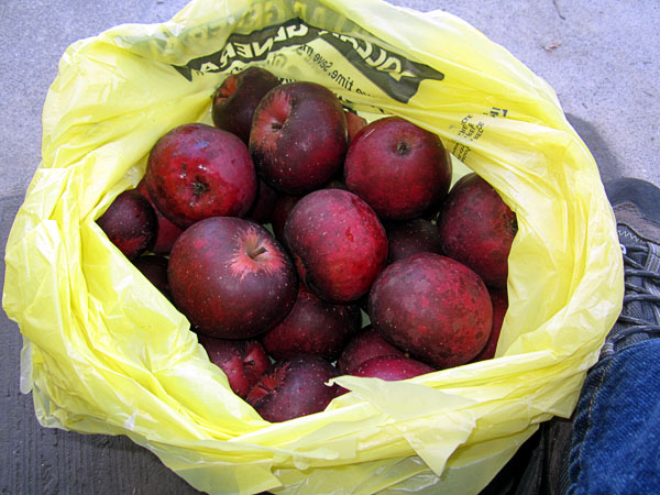 Garden20211023_6087_droppedWinesapApples_600.jpg