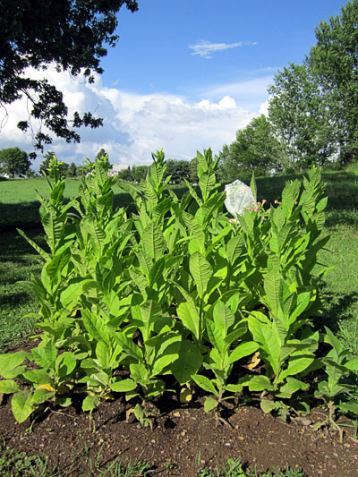 Garden20130704_741_XanthiYaka18a_400.jpg