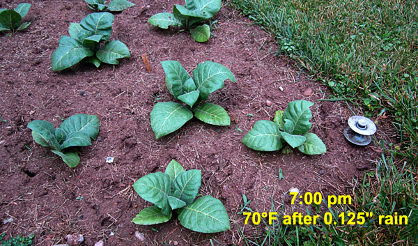 Garden20210606_5735_LAssomption_evening_600.jpg