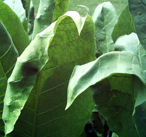 Garden_20110730_02_Shirazi_cupping_300.jpg