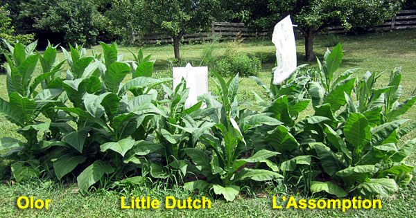 Garden20210708_5839_Olor_LittleDutch_LAssomption_bed_600.jpg