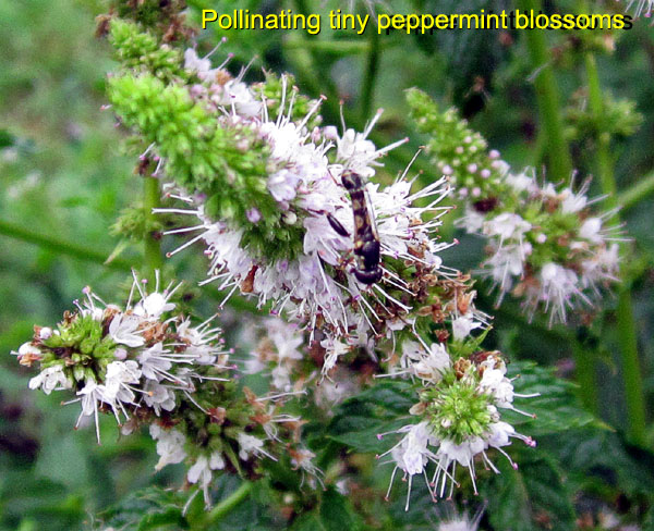 Garden20150729_1969_pollinatingPeppermint_600.jpg