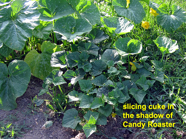 Garden20220629_6509_slicingCuke_600.jpg