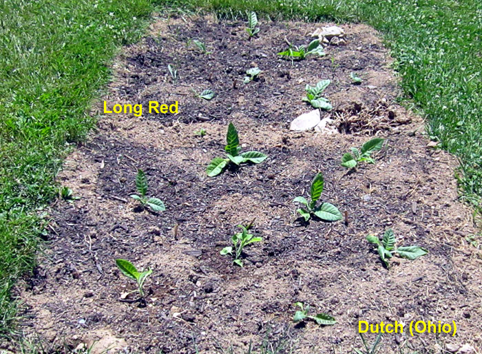 Garden20260612_7773_DutchOhio_LongRed_bed_12da_700.jpg