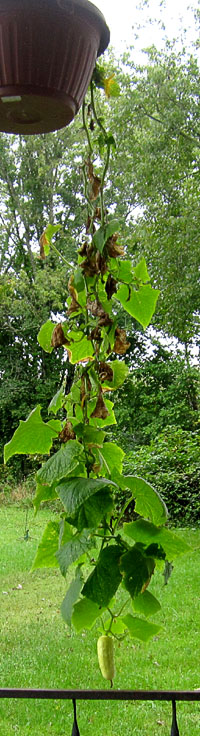 Garden20220905_6653_hangingCuke_200.jpg