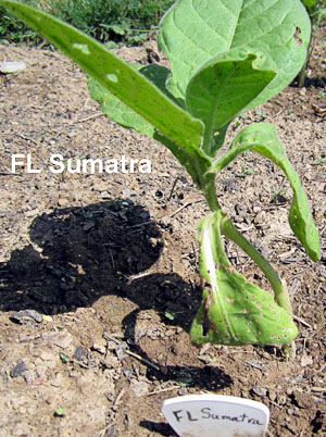 Garden20130603_662_Uncrook16da_FLSumatra_300.jpg