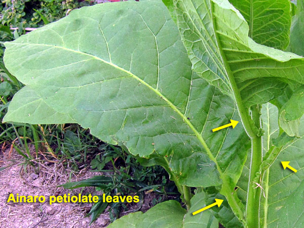 Garden20220629_6504_Ainaro_petiolateLeaf_600.jpg