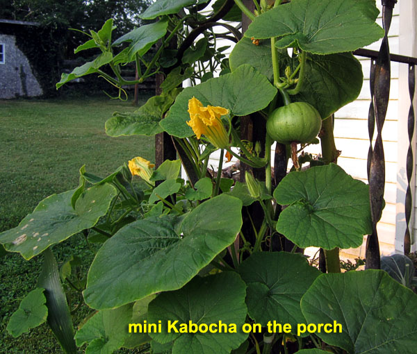 Garden20210724_5900_kabocha_porch_600.jpg