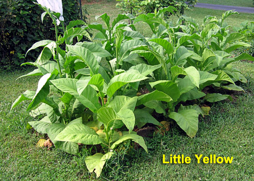 Garden20230715_7129_LittleYellow_bed_500.jpg