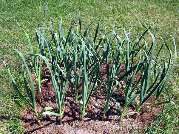 Garden20200507_5083_GarlicBed_600.jpg