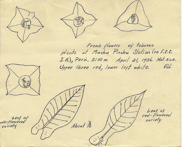 Stadleman_MachuPicchu_sketch_595.jpg